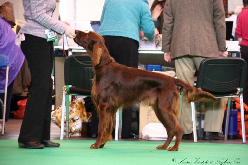 Crufts2011 213.jpg